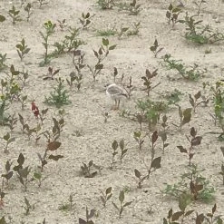 Tidal Cool Costumes And Cosplay Cosplay Harry Potter Quidditch Pad Guard Set With Shin Guards, Arm Guards, Knee Pads, And Gloves